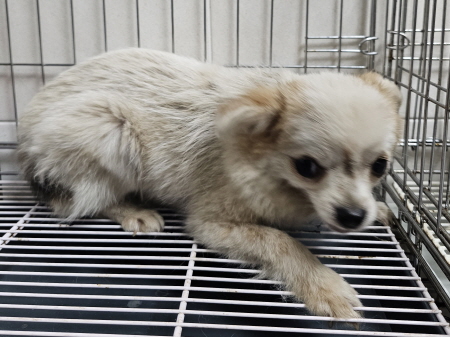 횡성유기동물보호센터_442426202300220